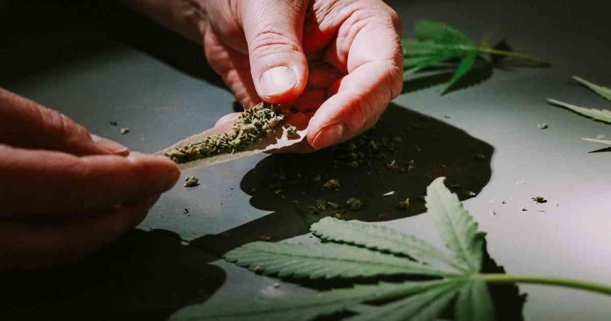 Marijuana leaves